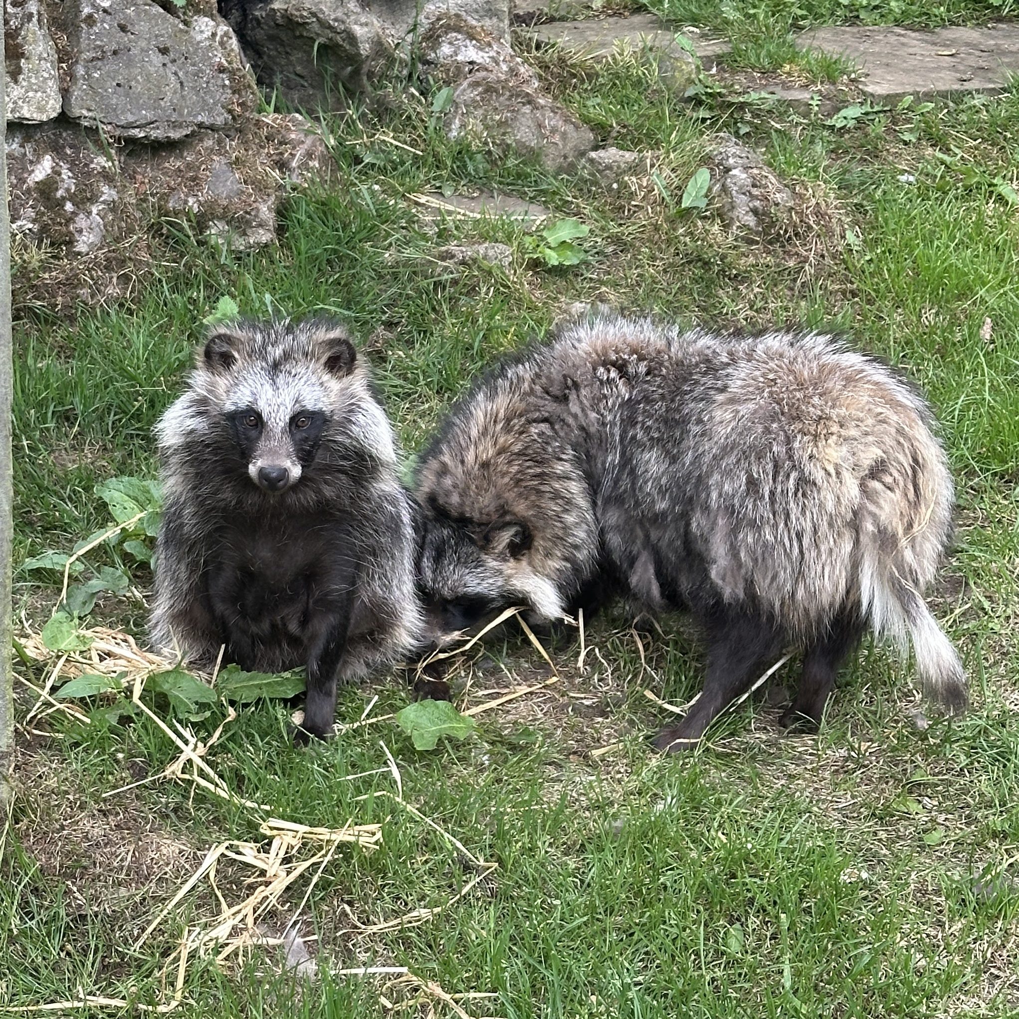 racoon dogs